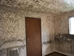 Mould and Mildew Sampling